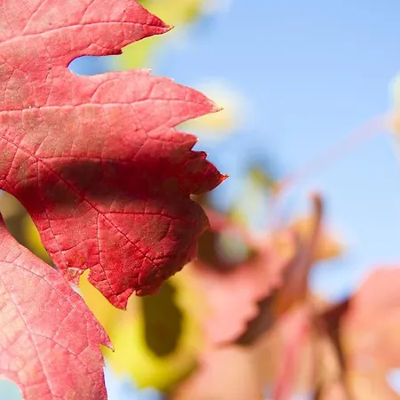 La Nuova Casa di campagna *